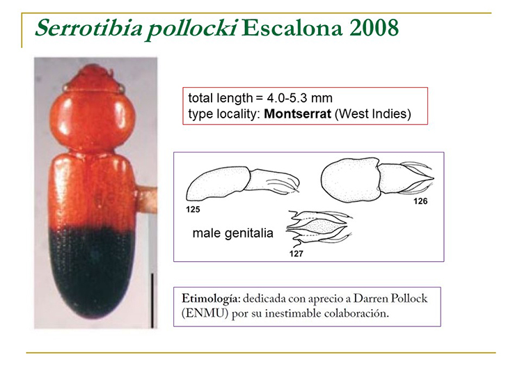 Serrotibia pollocki Escalona 2008