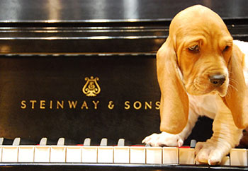 paulk dog on piano