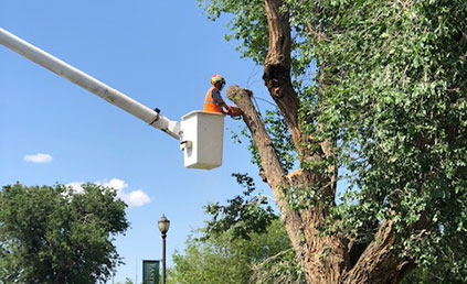 ENMU removes decaying trees from Administration Building (ADM) front lawn