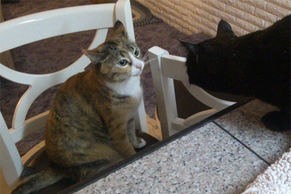 Two of Jean's Many 'Little Ones' Two of Jean's Many 'Little Ones'