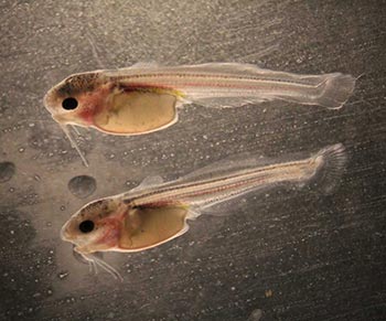 aquaculture research hybrid catfish yolk sac fry