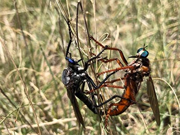 insects in field