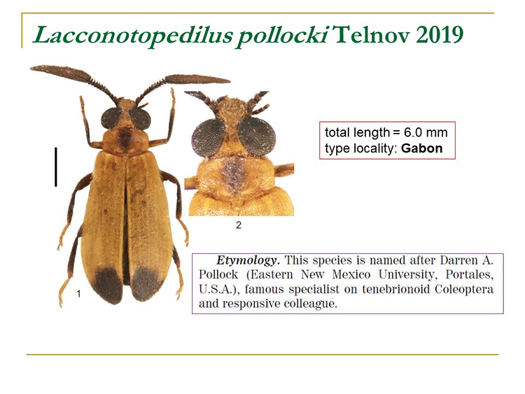 lacconotopedilus pollocki telnov 2019
