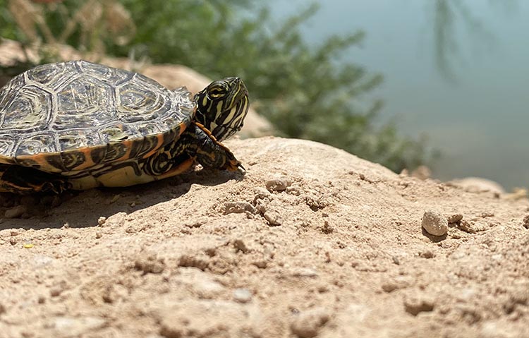 laramie mahan turtle 1