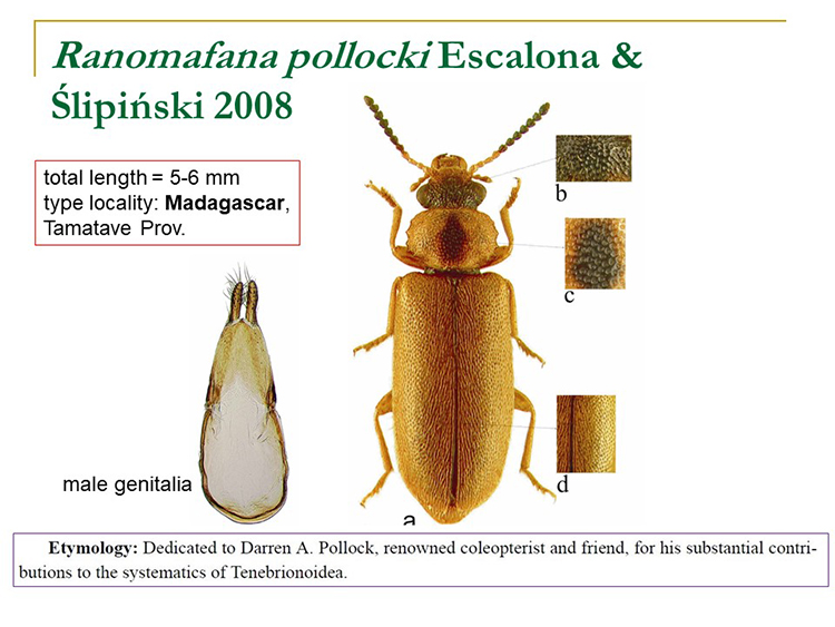 Ranomafana pollocki Escalona & Ślipiński 2008