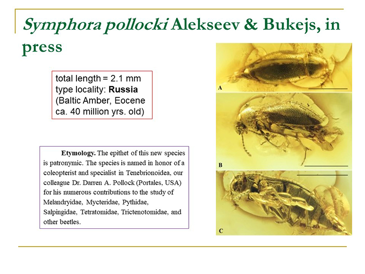 Professor Makes Pokemon's Legendary Birds Bug-Types By Naming Beetles After  Them