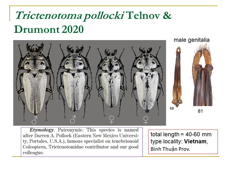 Trictenotoma pollocki Telnov & Drumont 2020