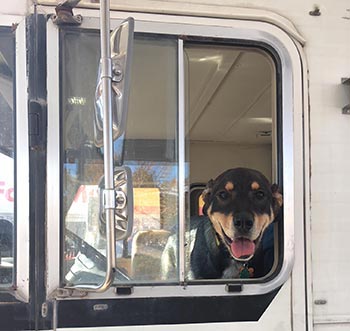 doreen dog in rv