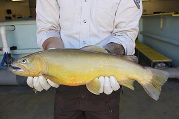 gila trout