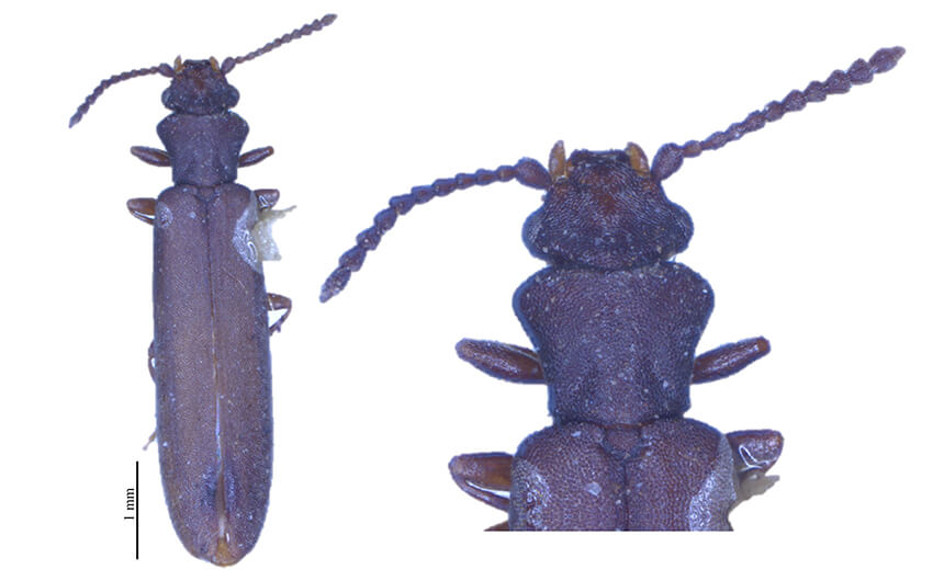 hemipeplus heisenbergi 1