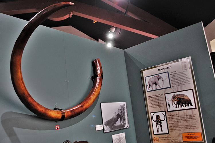 mammoth tusk