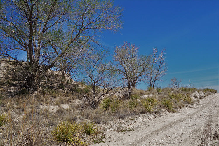 blackwater draw trail