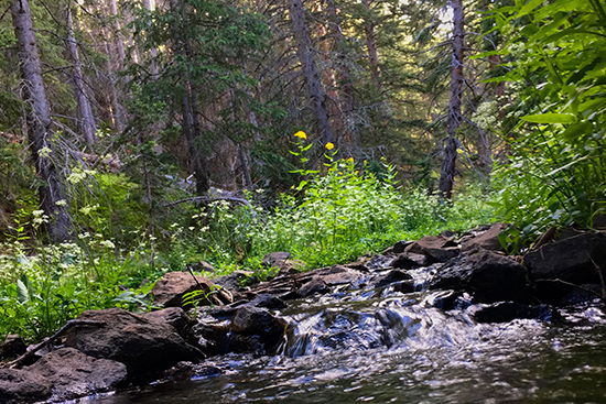 costilla river and trees