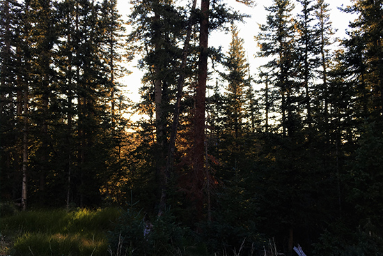 costilla sunset and trees