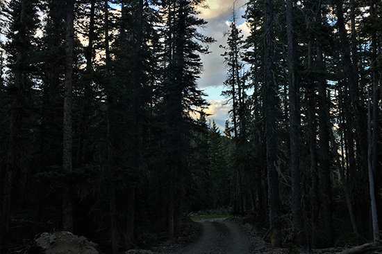 costilla trail and trees