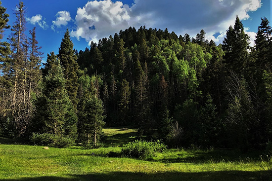 costilla trees