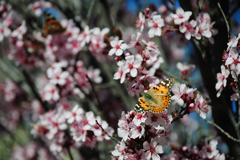 Butterly on Flowers