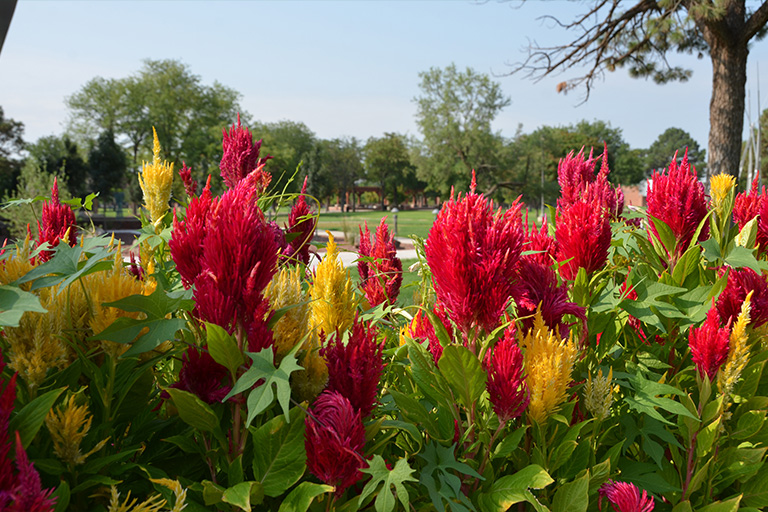 Flowers near the administration building