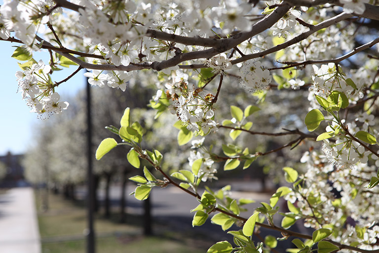 Flowers on E N M U campus