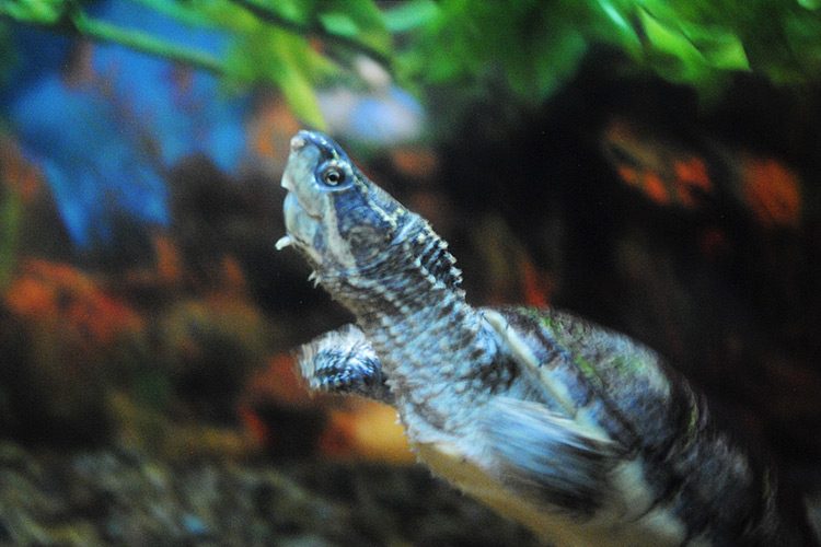 musk turtle