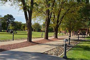 photo spot trees sidewalk