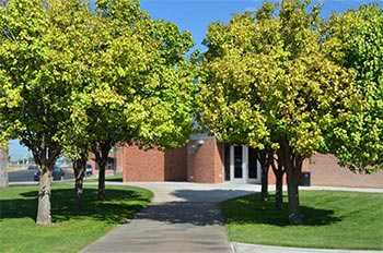 photo spot trees