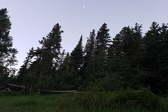 sandias trees