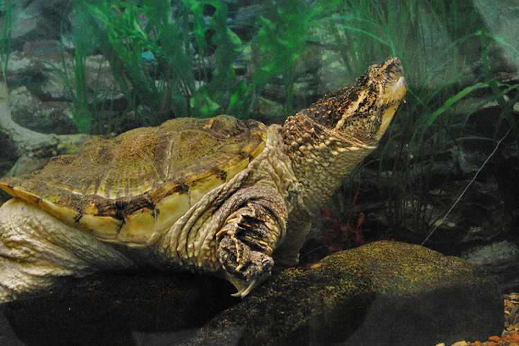 snapping turtle