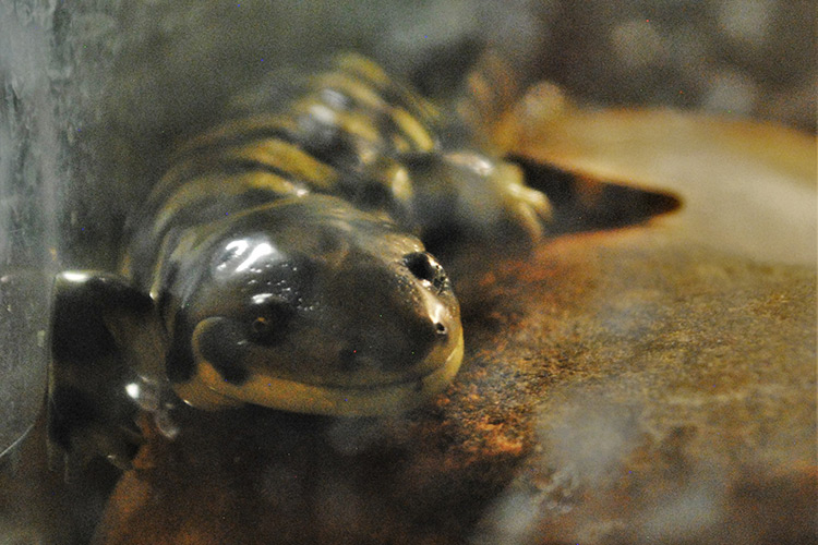 tiger salamander