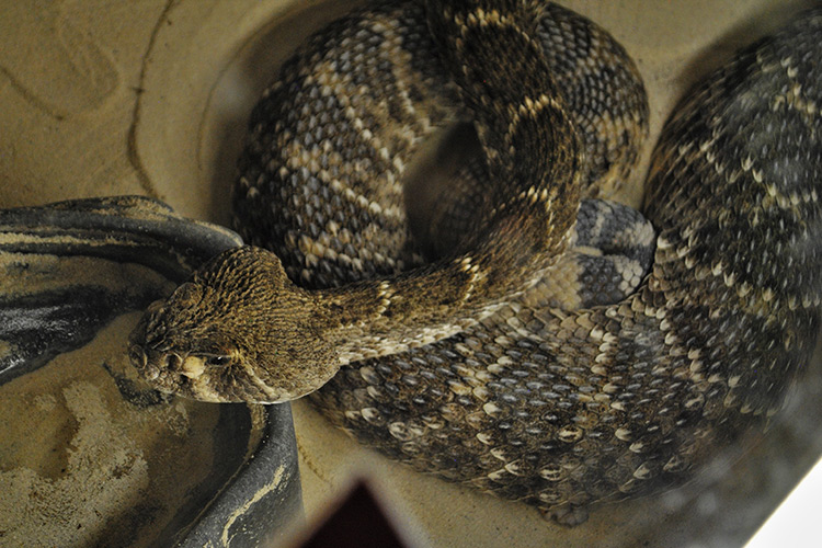 western diamondback