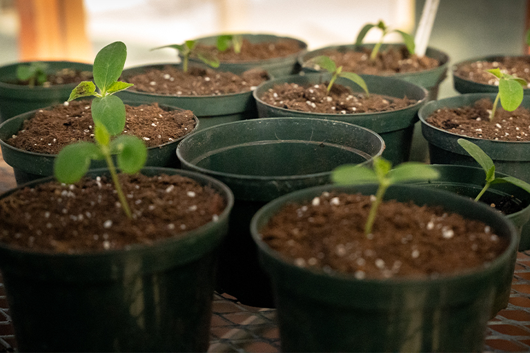 growing plants for the 