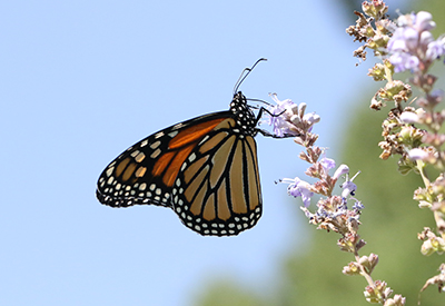 sajan monarch from enmu