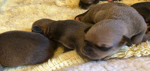 Abandoned Mama Dog and Puppies Saved at Greyhound Arena