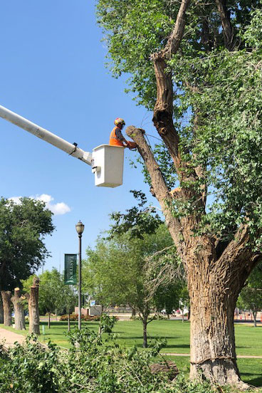 removing trees