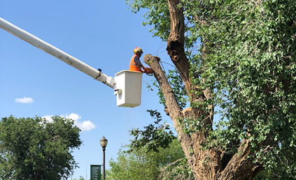ENMU removes decaying trees from Administration Building (ADM) front lawn