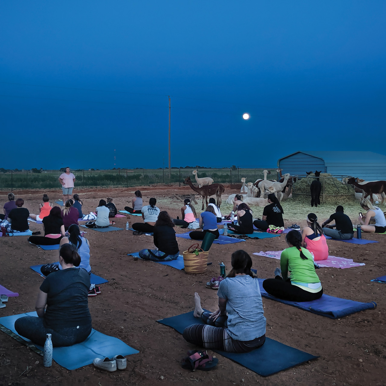 Alpacas at Moonlight, and Some Humans Too