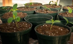 growing plants for the "feed the hounds" initiative
